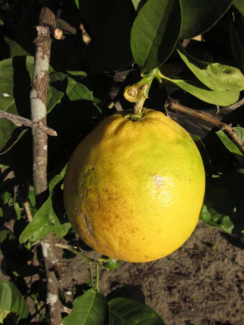            Fruit (Winter Haven, FL)   